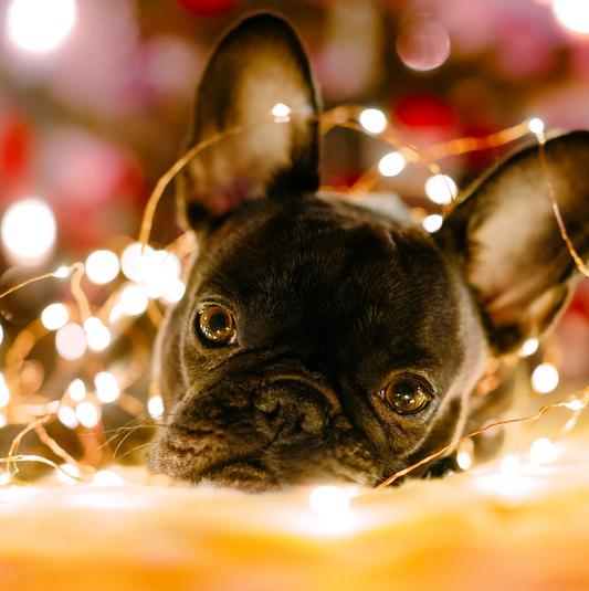 Tis the Season for Paw-ty Time! Holiday Pet Sitting Services