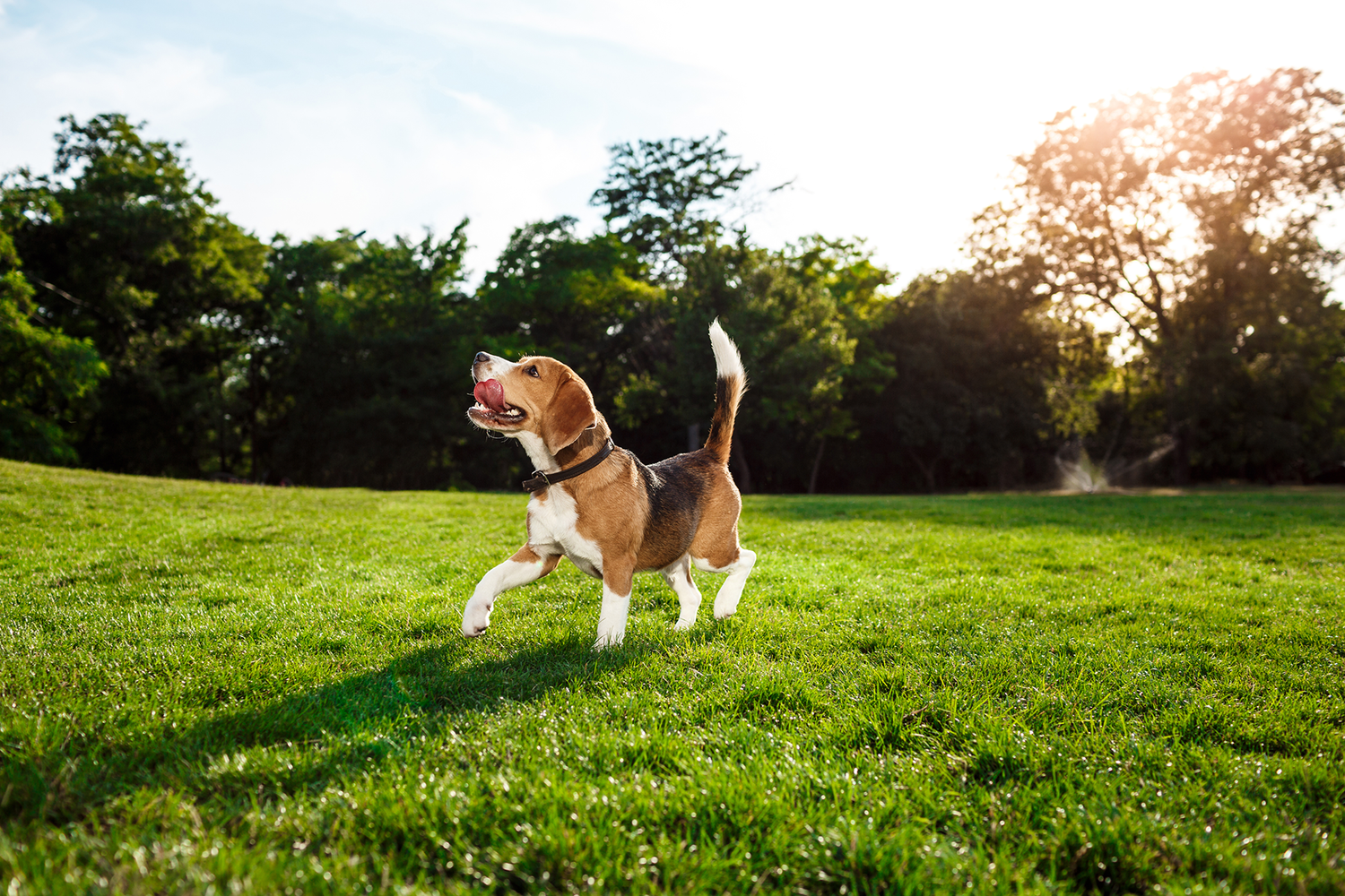 Lucky Paws Pet Services Bryan College Station Texas - Neighborhood Walks