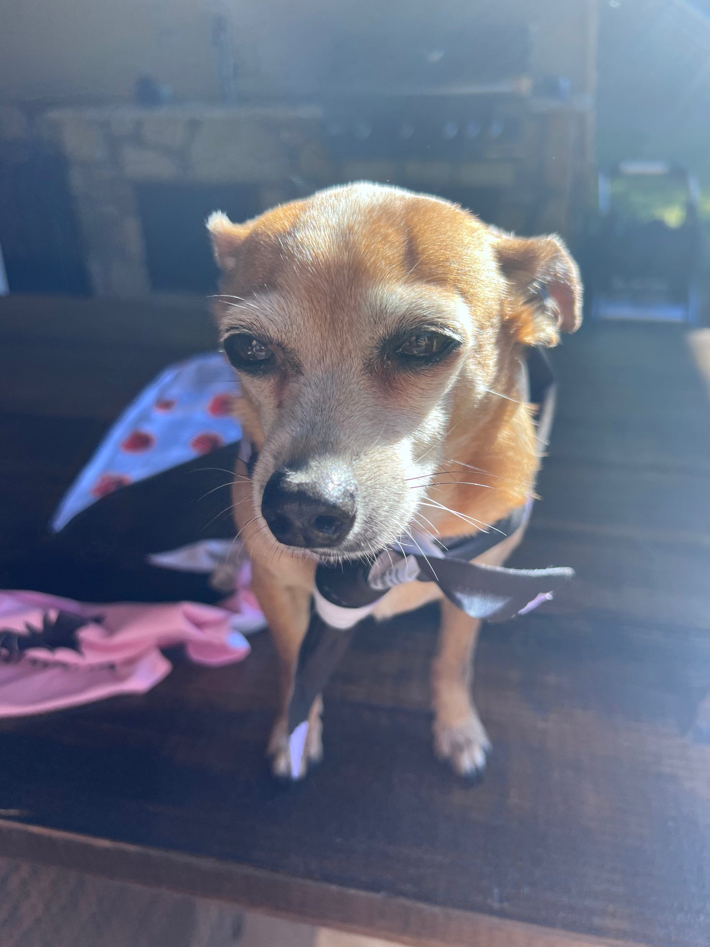 It's Frickin Bats Dog Bandanna - Lucky Paws BCS