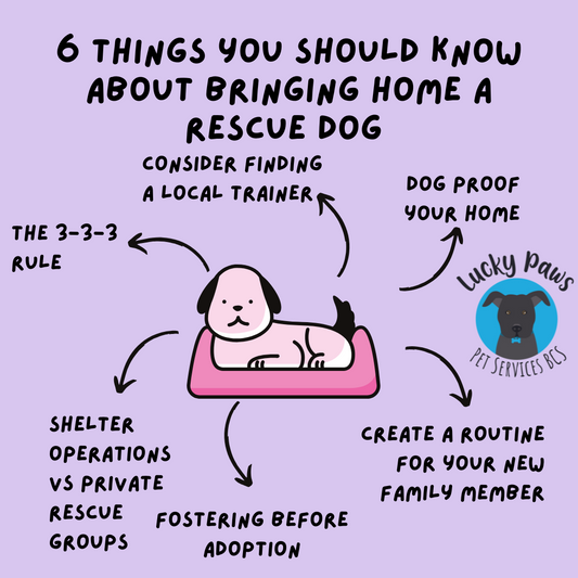 6 things you should know about bringing home an rescue dog