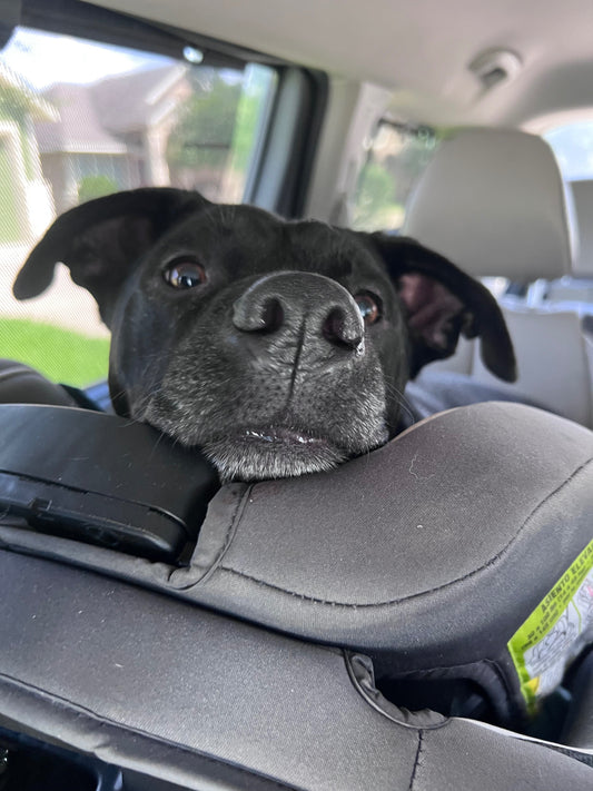 Introducing Baby to Your Furry Friend: A Guide for New Parents