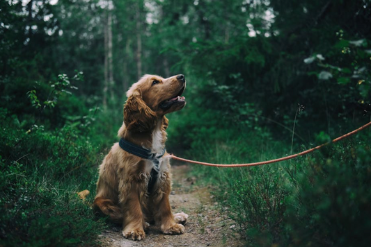 Fun Activities for AKC Responsible Dog Ownership Day