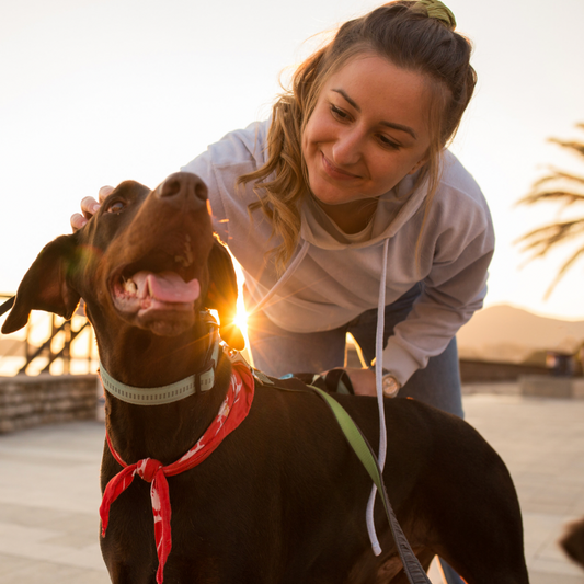Essential Questions for your Dog Walking Service Provider!