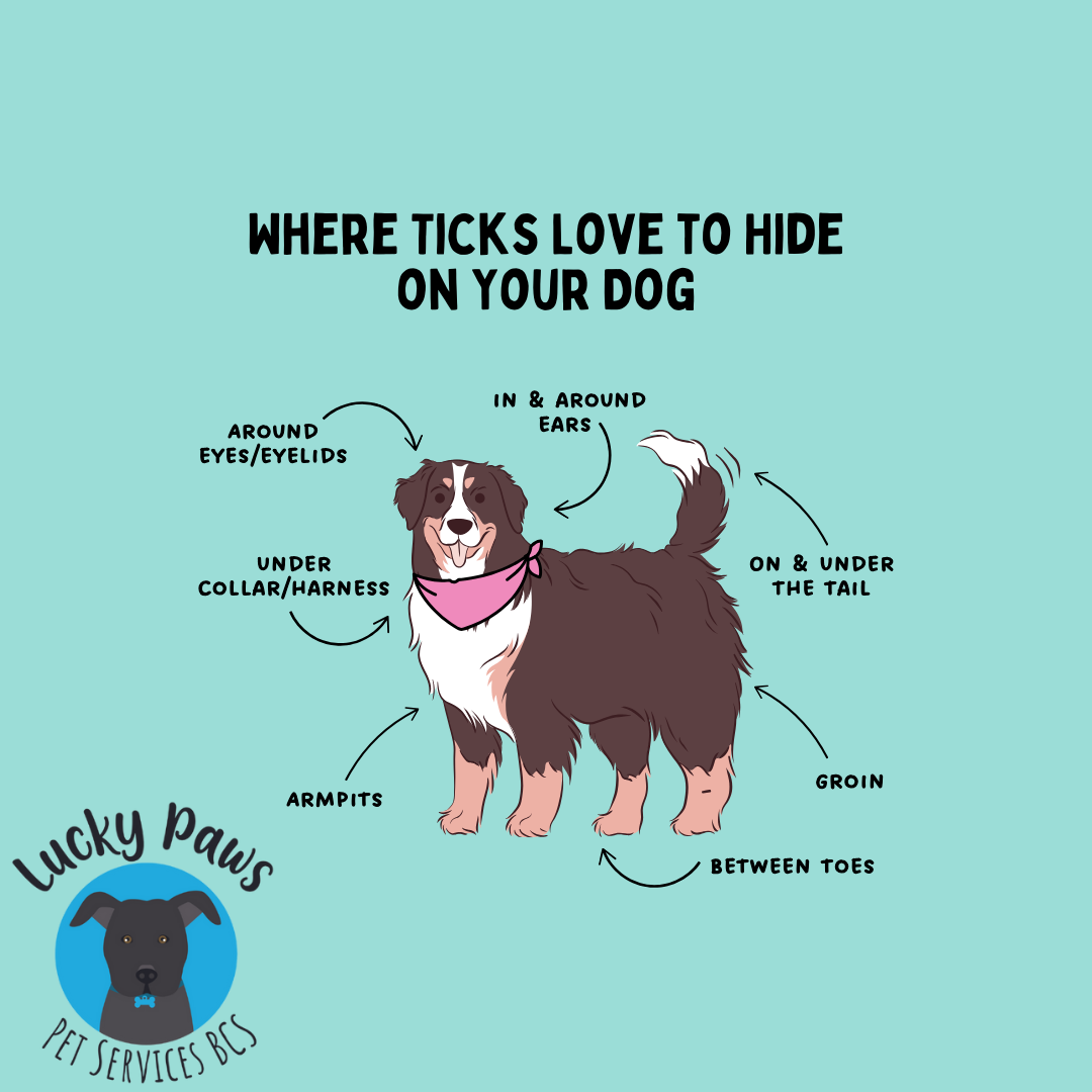 Don't Let These Tiny Hitchhikers Bug Your Best Friend! Tick Hotspots Every Dog Owner Should Know
