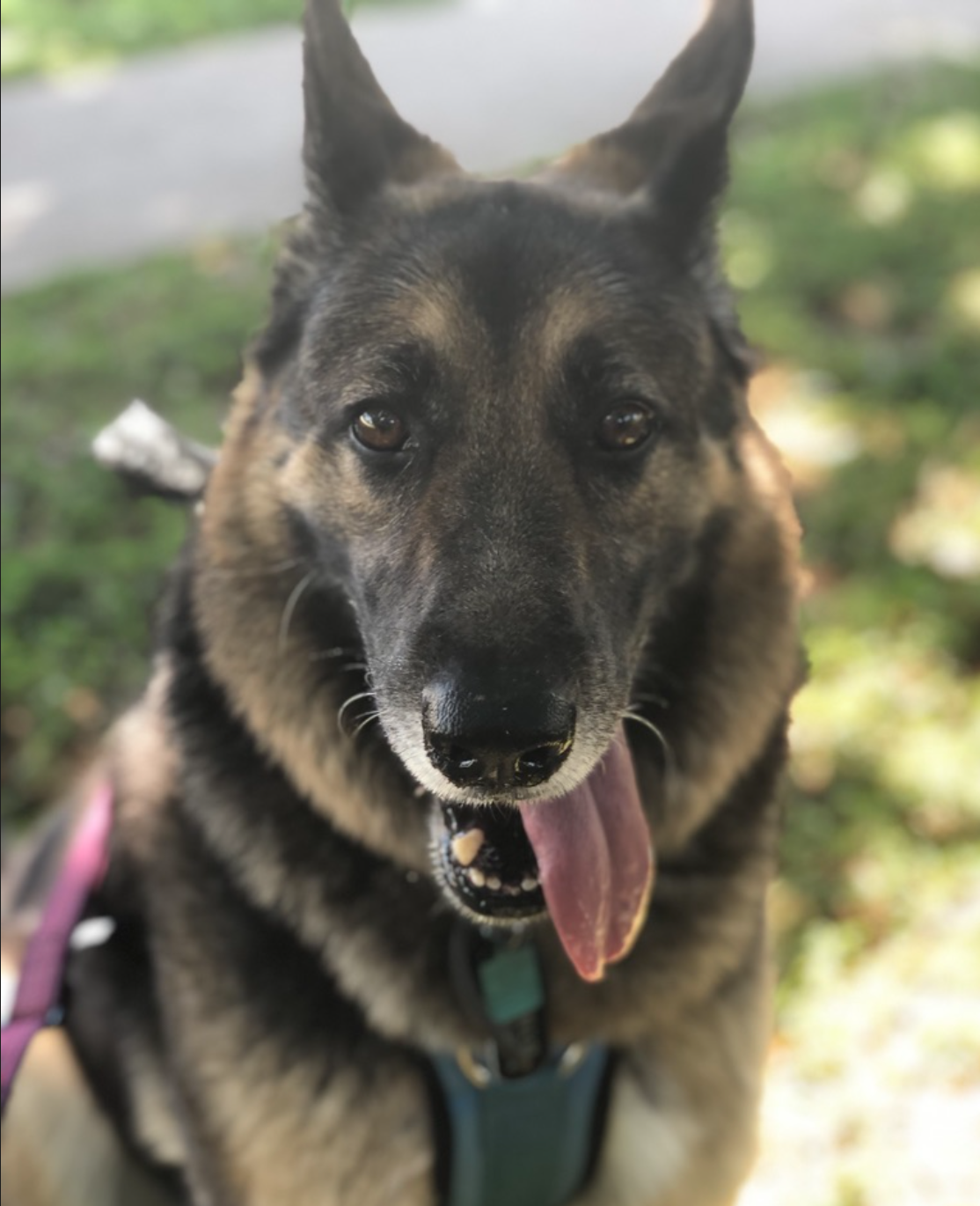 Lucky Paws Pet Services Bryan College Station Texas Client Gallery