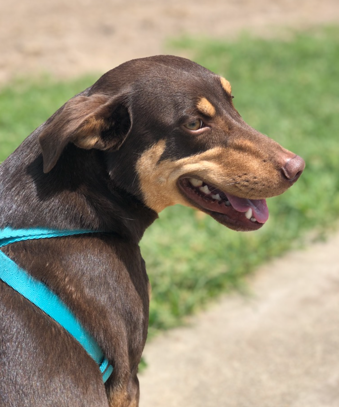 Lucky Paws Pet Services Bryan College Station Texas Client Gallery