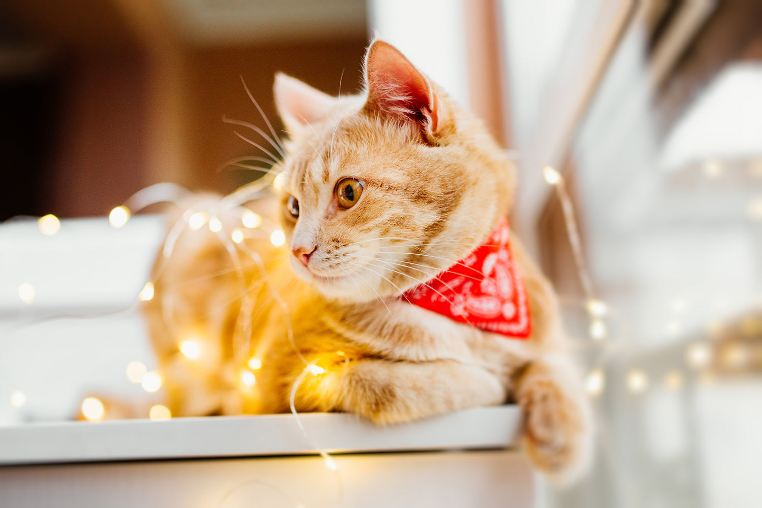 Lucky Paws Bryan College Station Texas Holiday Schedule Pricing