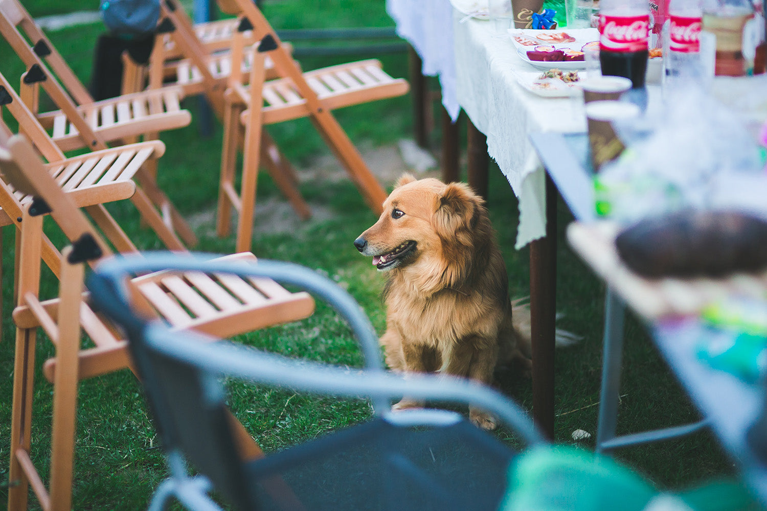 Lucky Paws Pet Services Bryan College Station Texas Upcoming Events