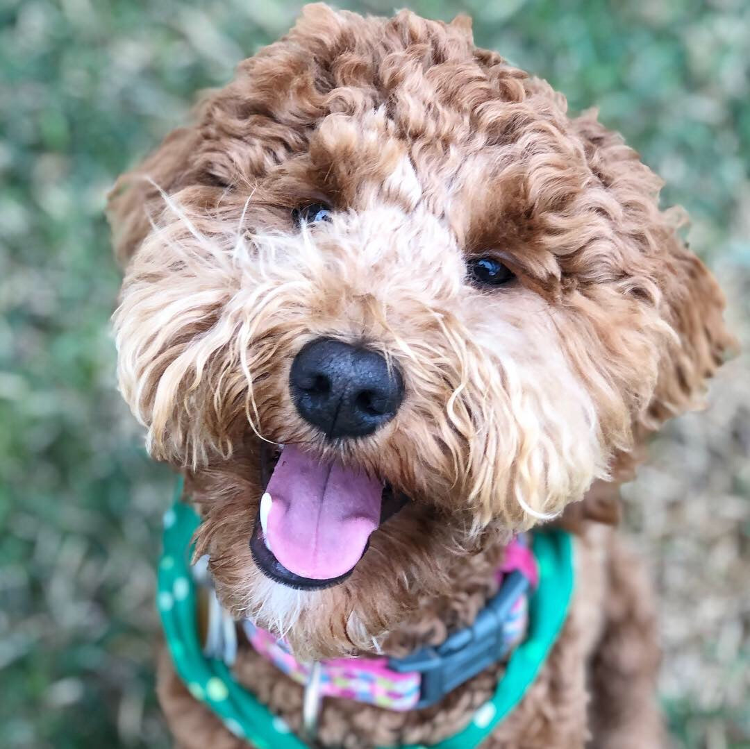 Lucky Paws Pet Services Bryan College Station Texas Client Gallery