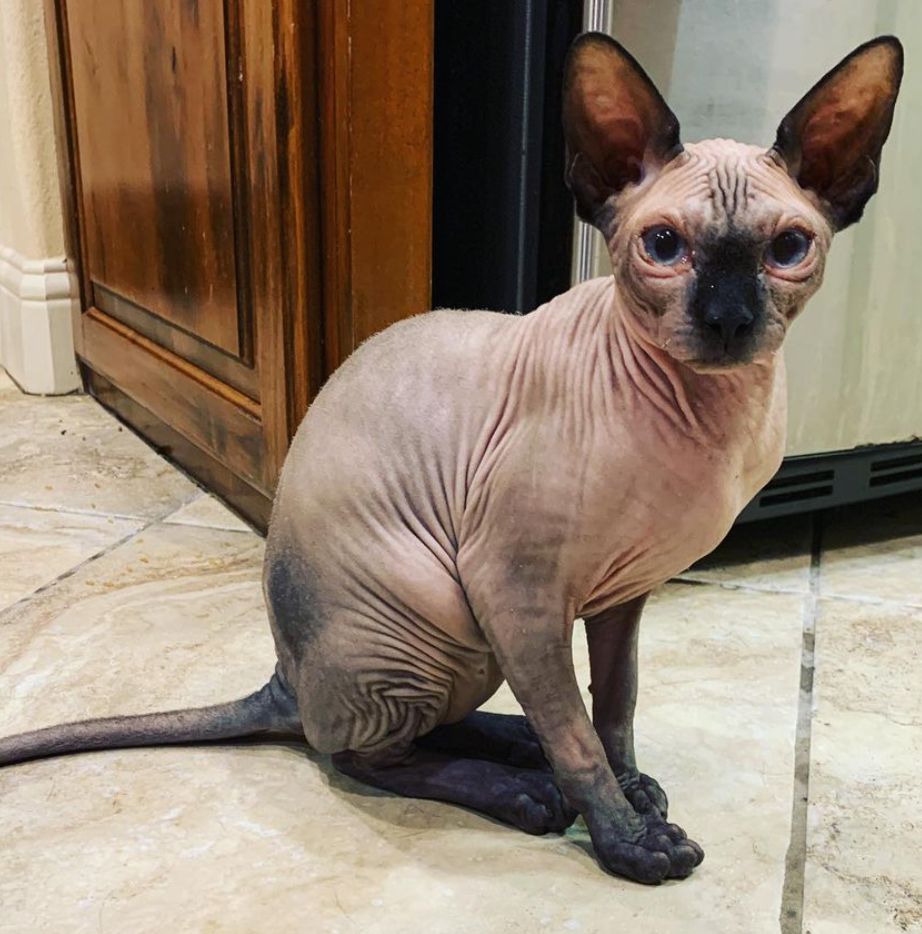 Lucky Paws Pet Services Bryan College Station Texas Client Gallery