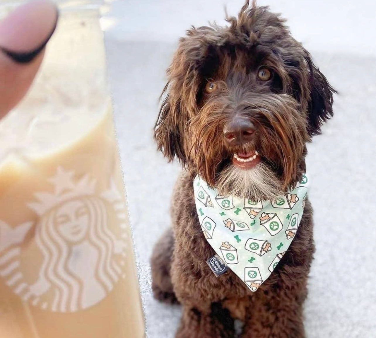 Pup Cup Dog Bandana