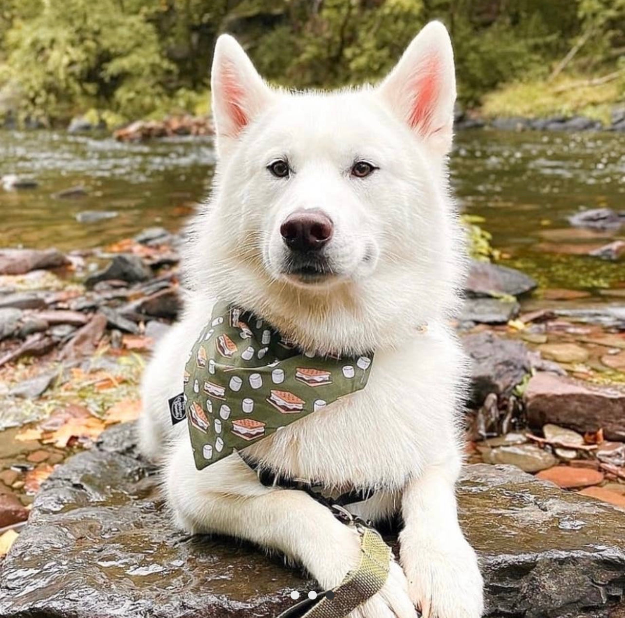 S'more Dog Bandana - Lucky Paws BCS  