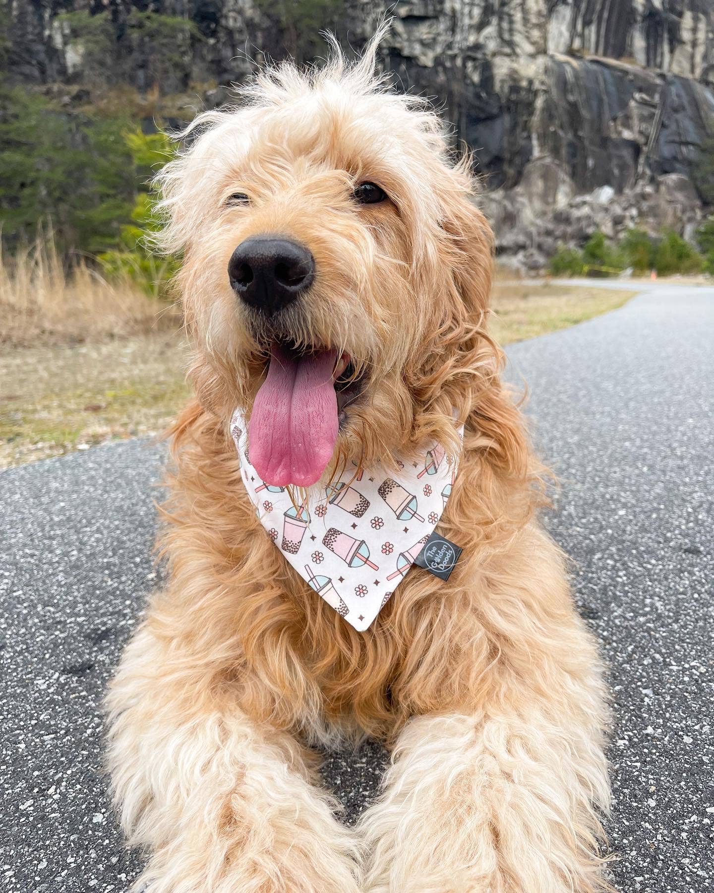 Boba Tea Dog Bandana - Lucky Paws BCS  