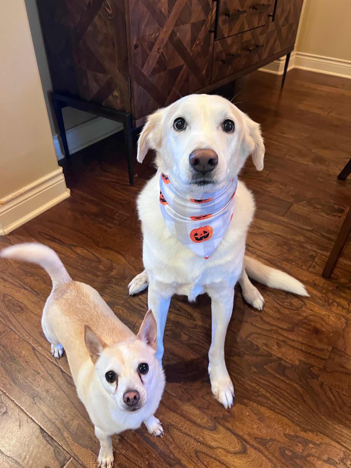 Pumpkin Plaid Dog Bandanna - Lucky Paws BCS  