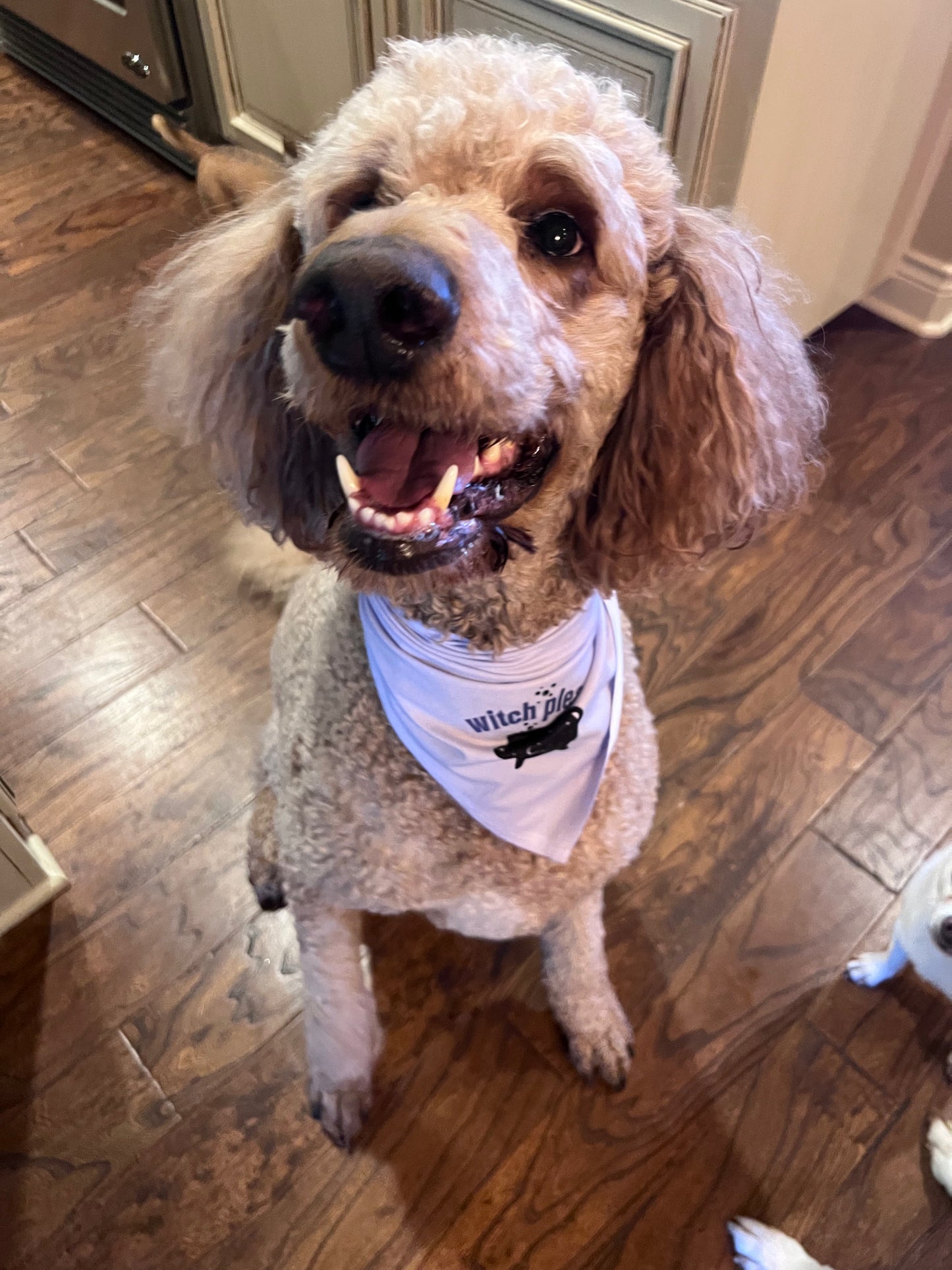 Witch Please Dog Bandanna - Lucky Paws BCS  