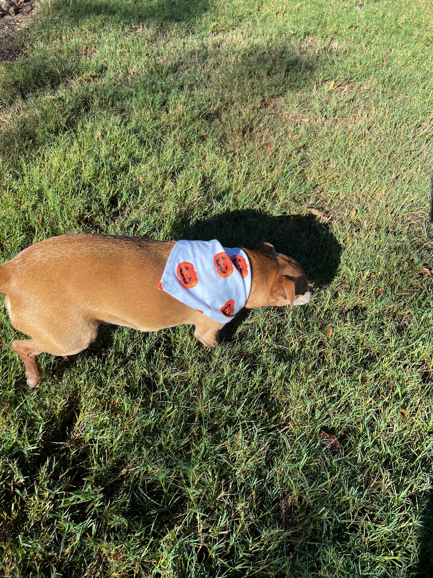 Pumpkin Plaid Dog Bandanna - Lucky Paws BCS  