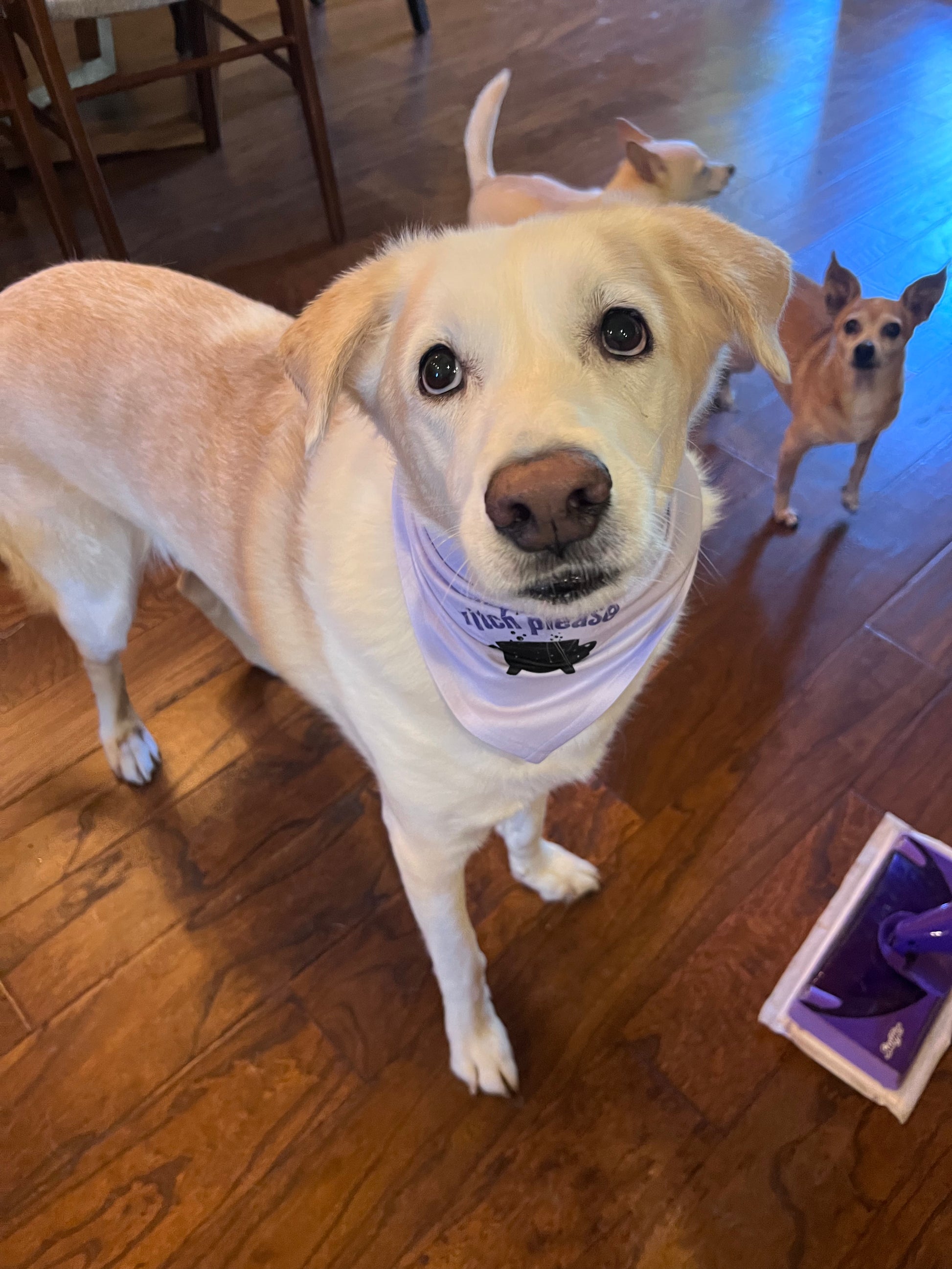 Witch Please Dog Bandanna - Lucky Paws BCS  