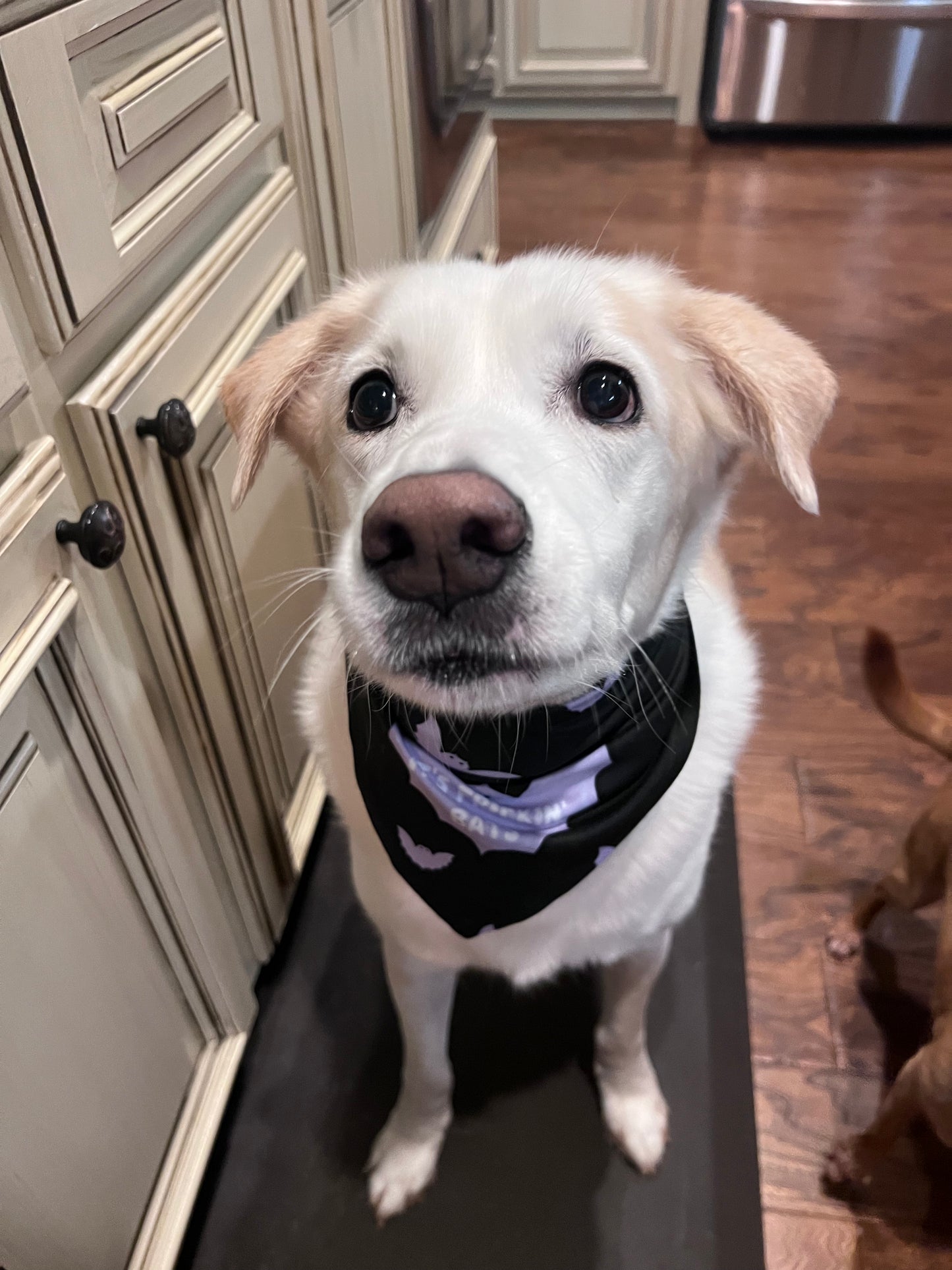 It's Frickin Bats Dog Bandanna