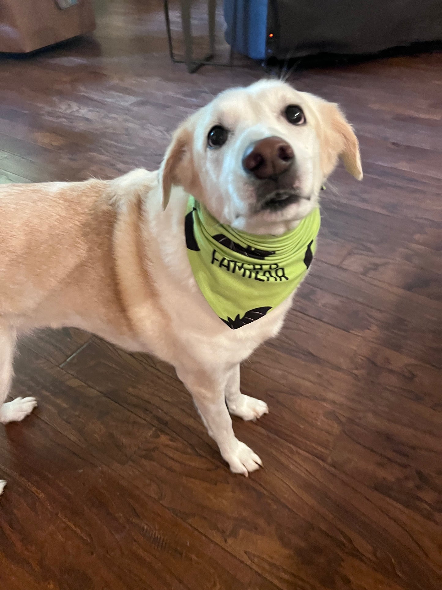 Witch's Familiar Bandanna