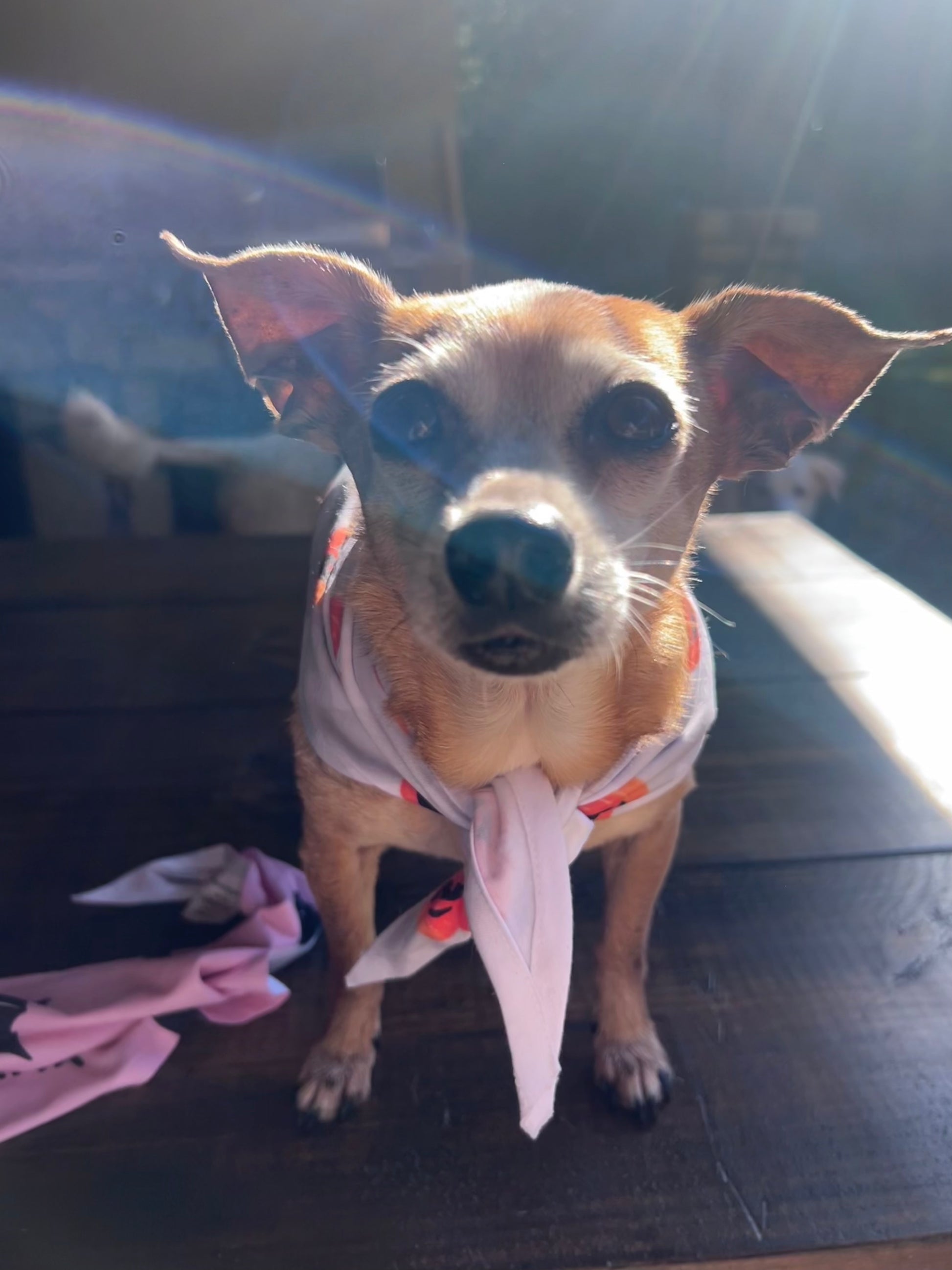 Pumpkin Plaid Dog Bandanna - Lucky Paws BCS  
