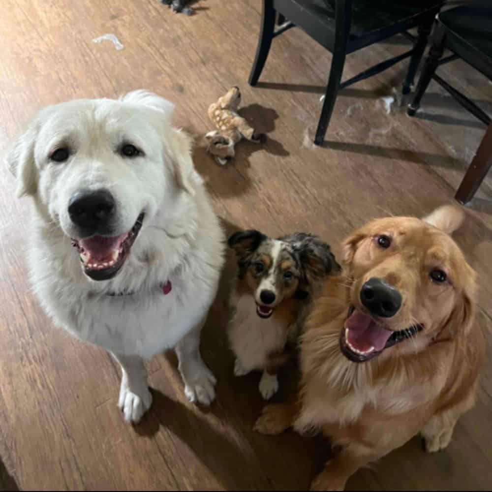 3 dogs during pet sitting of a LuckY Paws Trusted by Pet Parents Across BCS