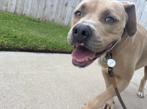 Happy dog with a leash outdoors on a sunny day.