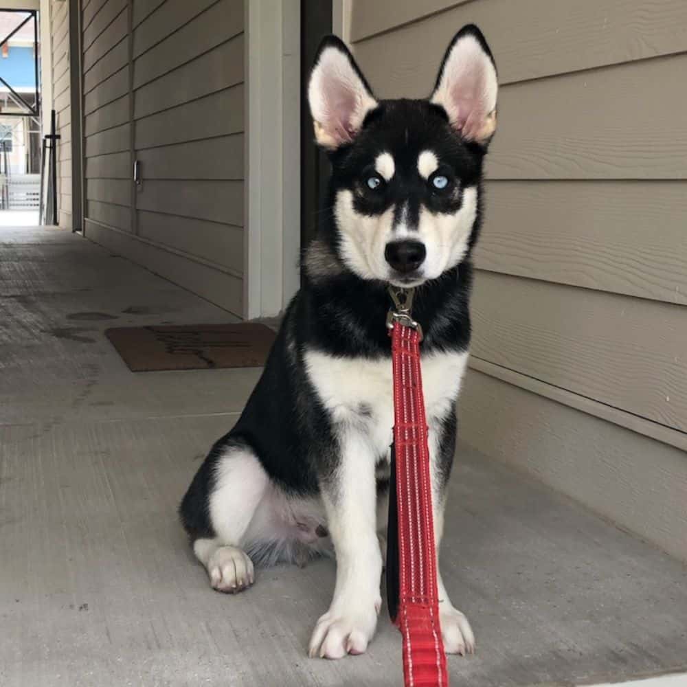Dog Walking in the Bryan- College Station Area for 8+ Years
