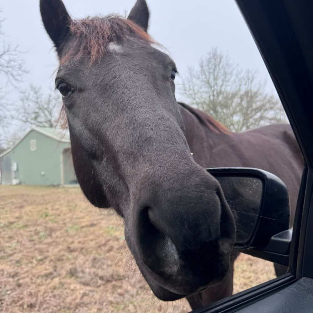 Farm and Horse Care in the Bryan- College Station Area for 8+ Years