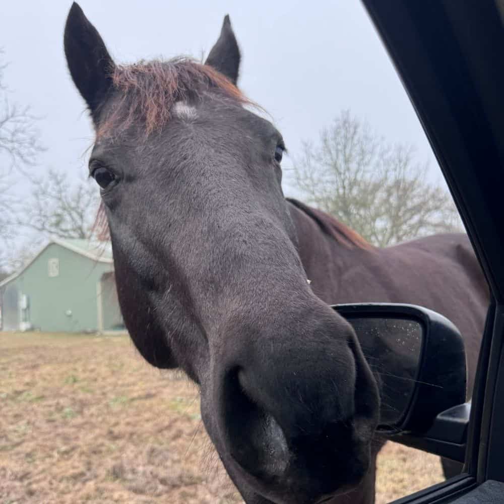 Close-up of a black horse's face at a horse farm in Bryan College Station.