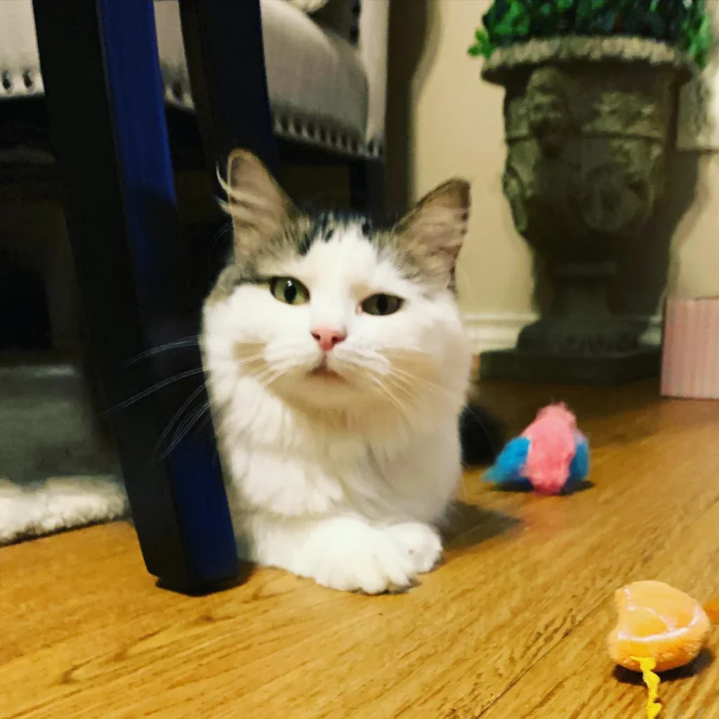 Adorable white and gray cat hiding under furniture in a cozy home.