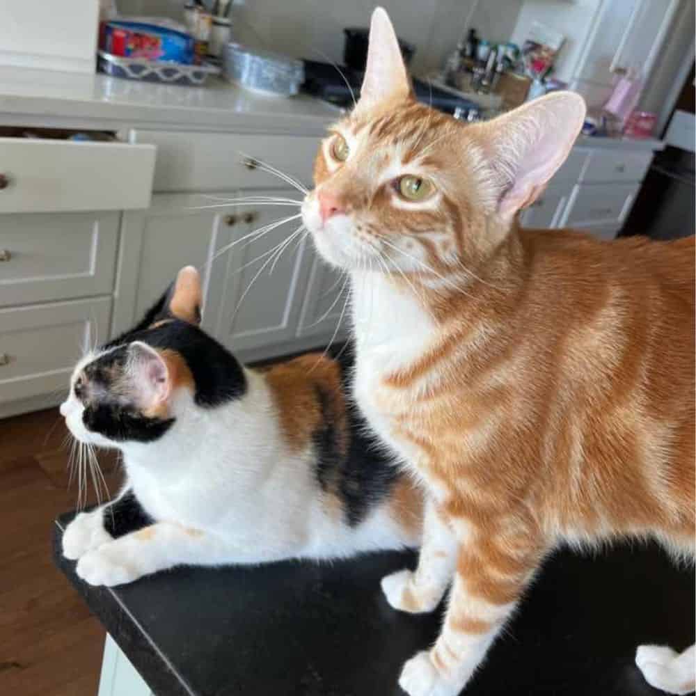 Two cats on a kitchen counter, one orange tabby and one calico, looking alert.