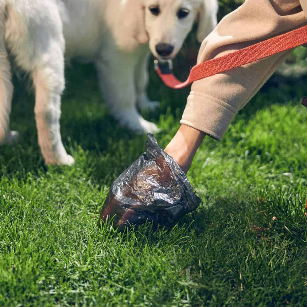 Poop Scooping in the Bryan- College Station Area for 8+ Years