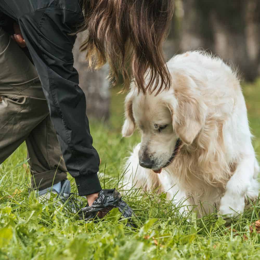 Person and golden retriever dog collecting a sample in a grassy area.
