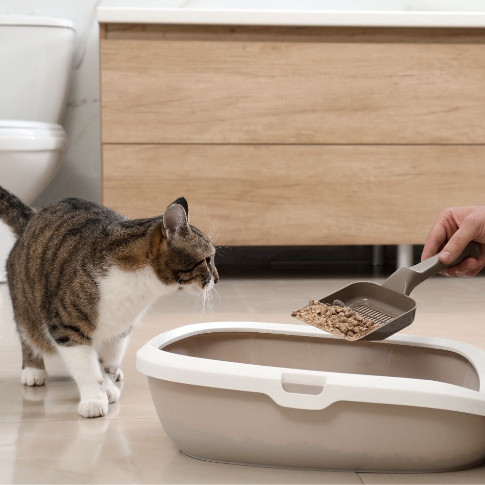 Cat inspecting a litter box with a scoop of cat litter inside.