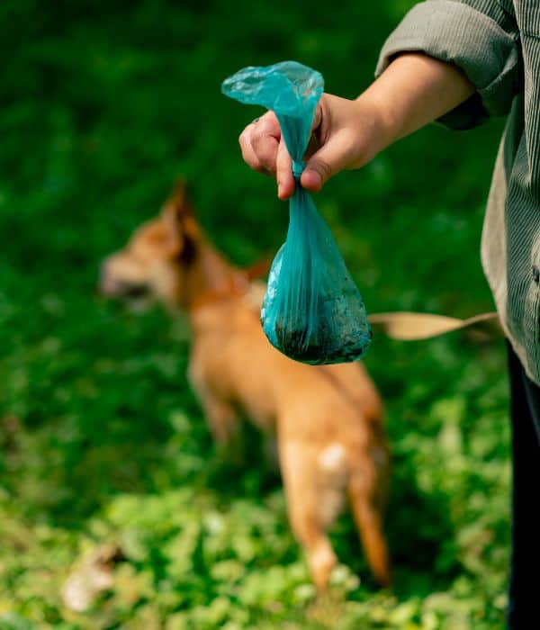 Person holding a blue plastic bag for dog waste cleanup outdoors.