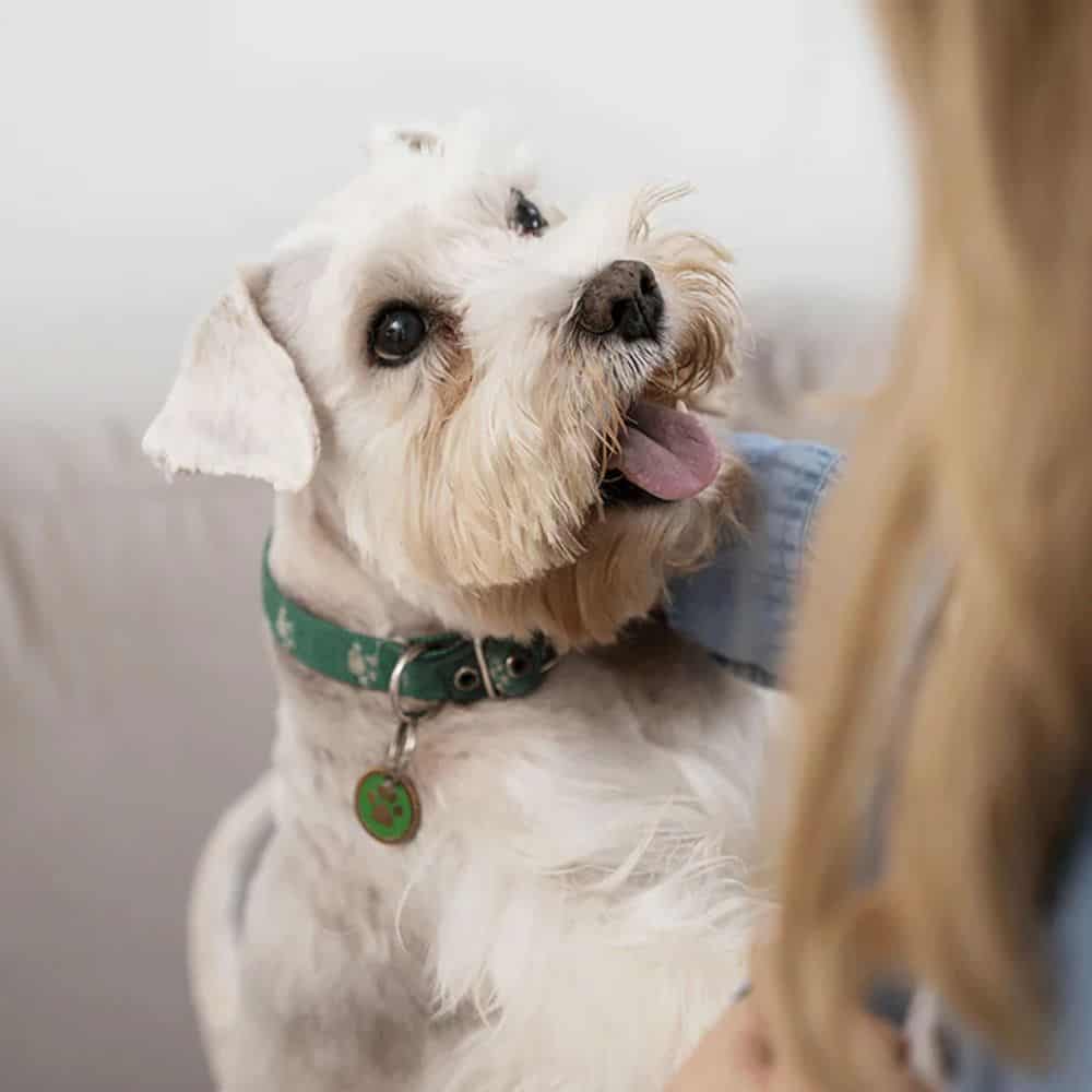 Cute white dog with a green collar looking up happily.