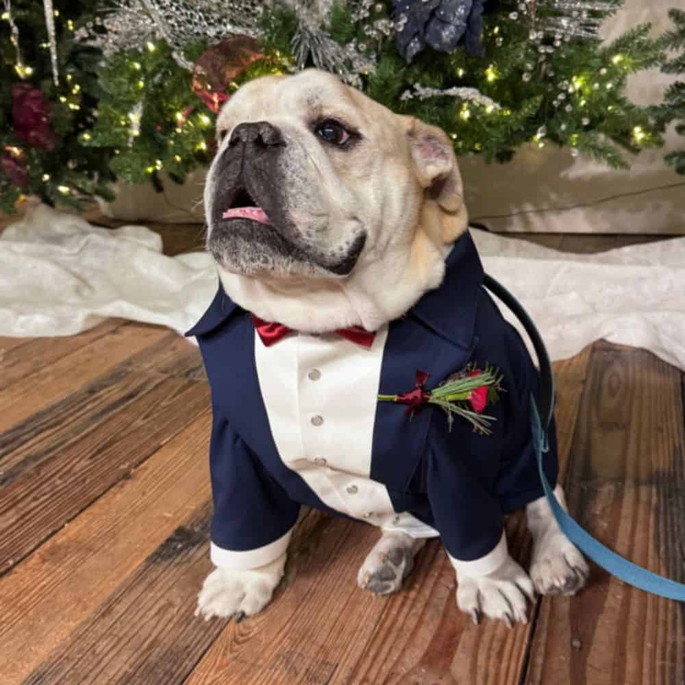 dog in a tux Wedding Pet Concierge in Bryan–College Station​