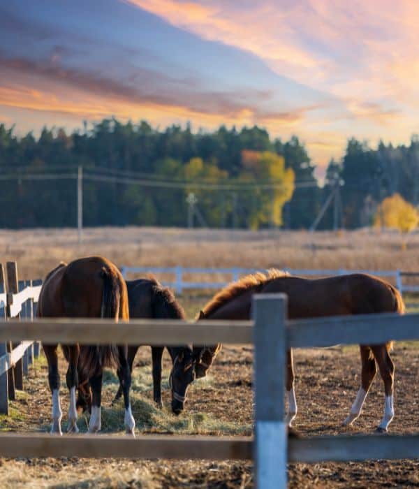 Horses grazing on a farm at sunset near Bryan College Station.