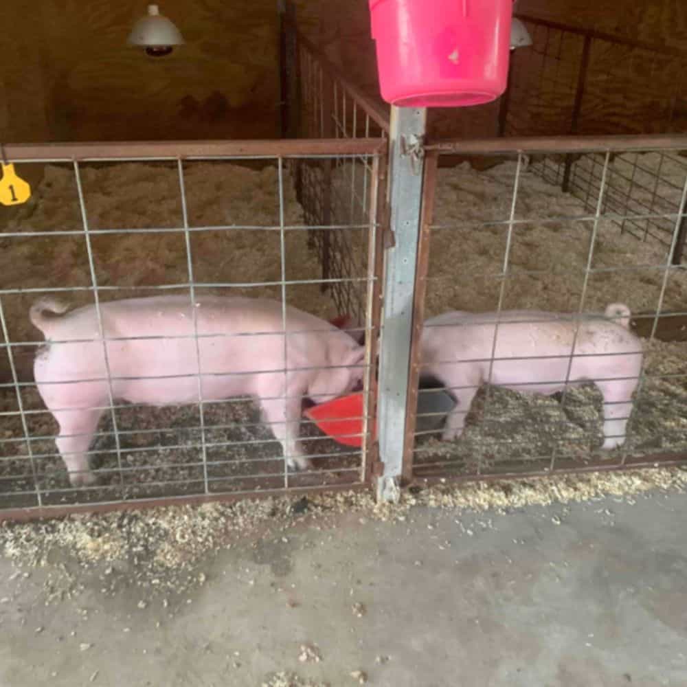 pigs during Horse & Farm Animal Care in Bryan–College Station​
