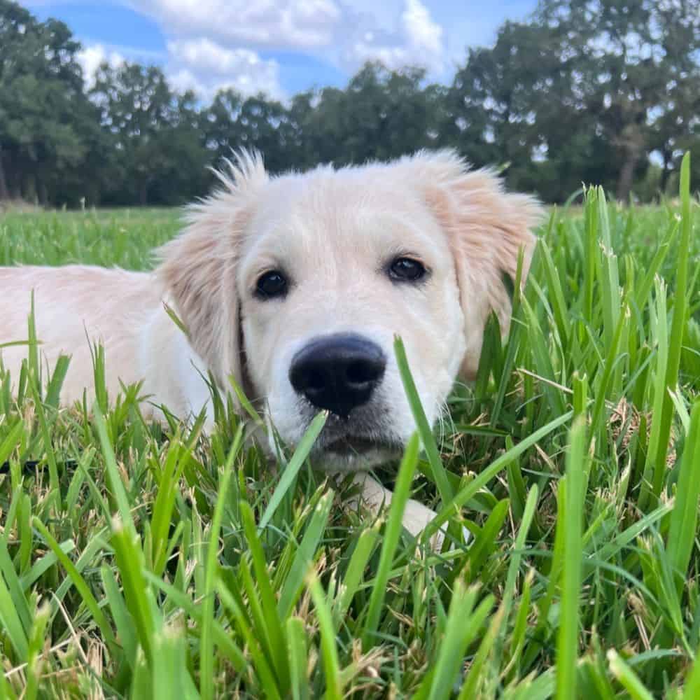 Adorable golden retriever puppy lying in green grass outdoors.
