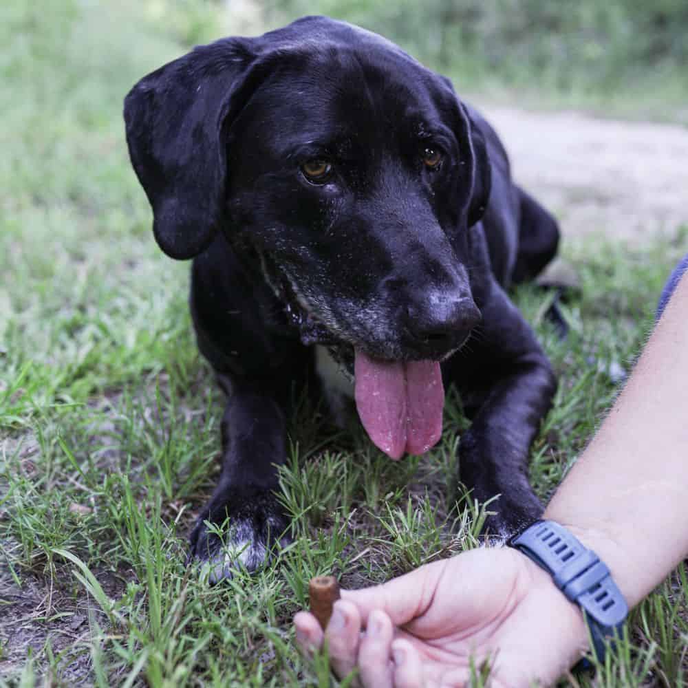 treat break during Dog Walking in Bryan–College Station_