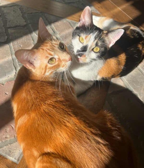 Two cats sitting on a sunlit brick floor, one orange and one calico, looking up.