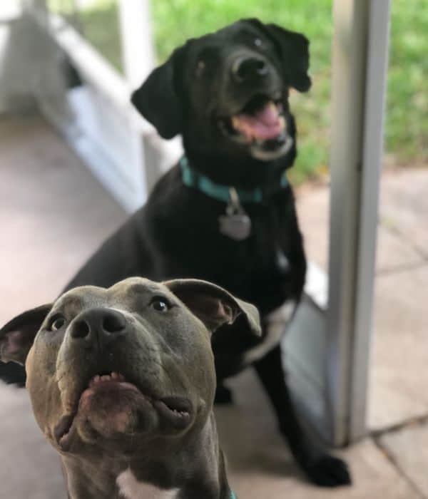 Happy dogs on a walk in Bryan College Station, Texas.