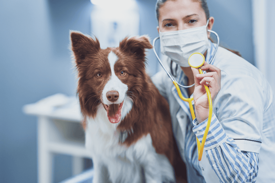 Balancing Long Shifts & Wagging Tails: A Guide for BCS Medical Professionals