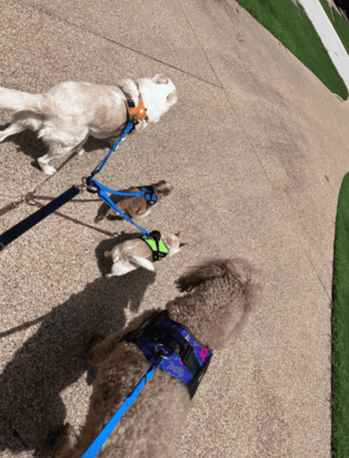 Group of dogs on leashes walking on a sidewalk in College Station Texas.