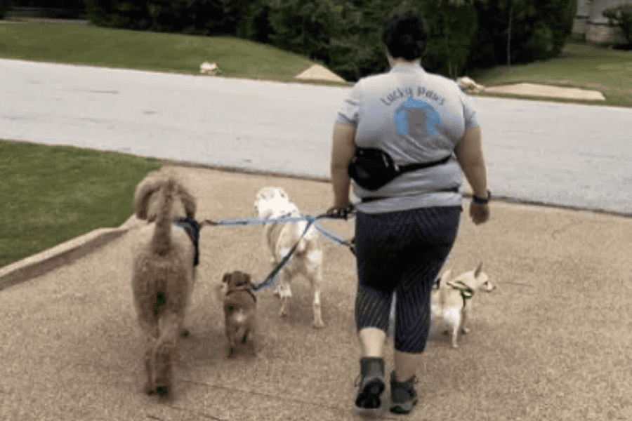 Dog walker with four dogs on a walk in a park setting.
