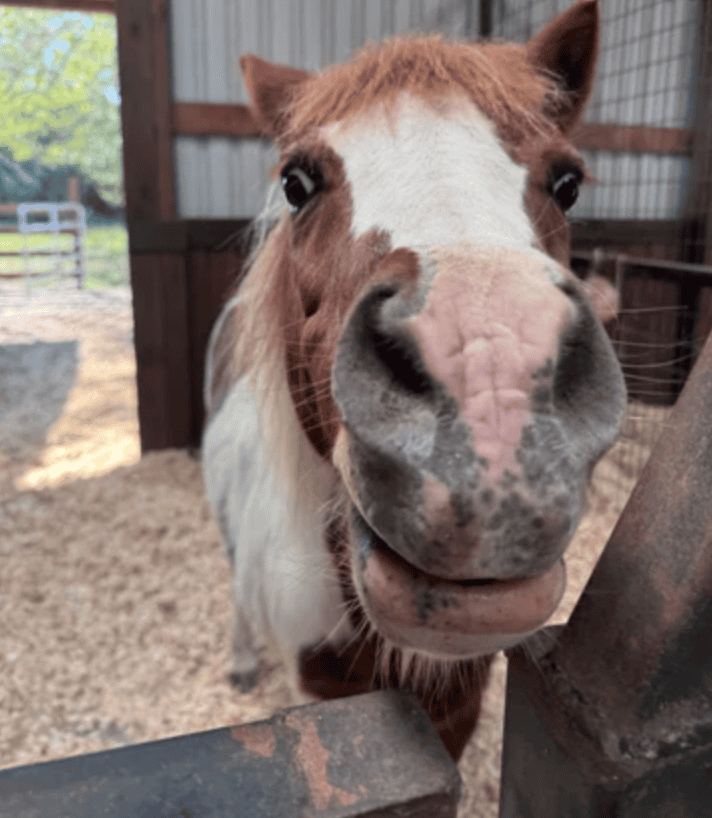 Close-up of a curious horse's face in a stable.