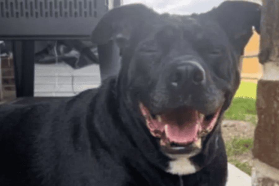 Happy black dog with a big smile outdoors near a tree and a building.