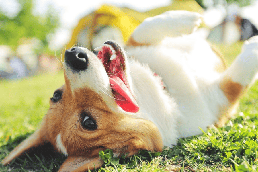 Happy dog lying on grass at Farmers' Market to Family Expo event.