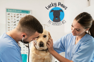 Veterinarian examining a dog at Lucky Paws Pet Services BCS.